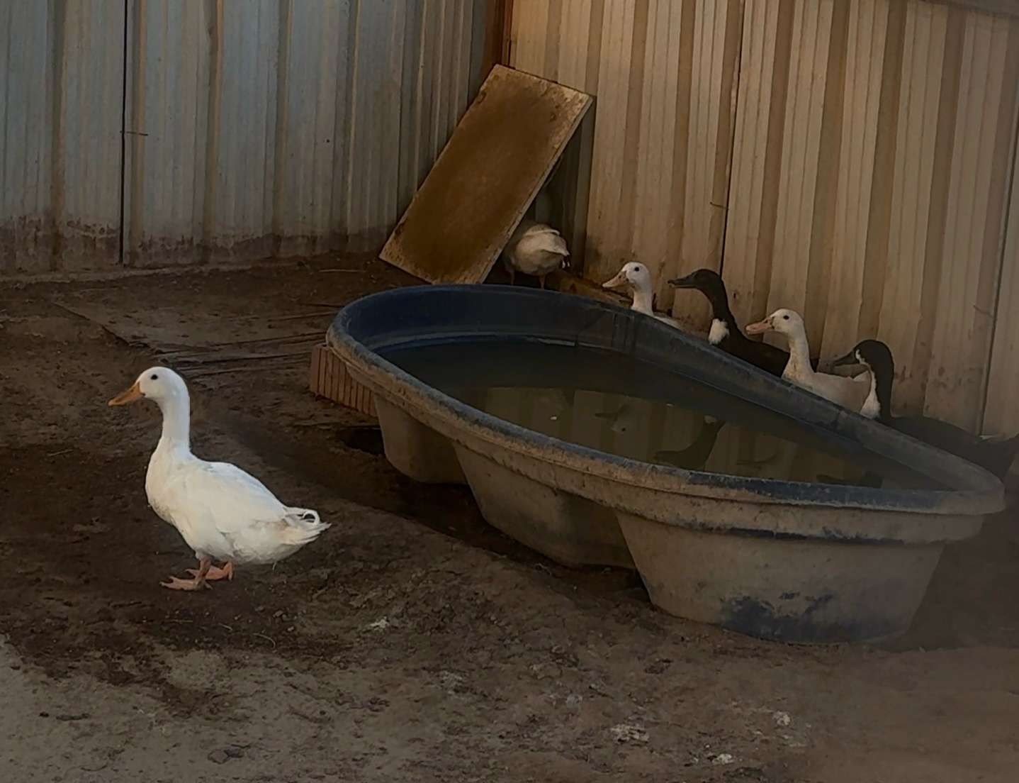 Duck Thirst
