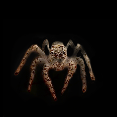 eye