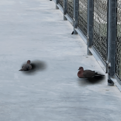 Bird Feed Animation