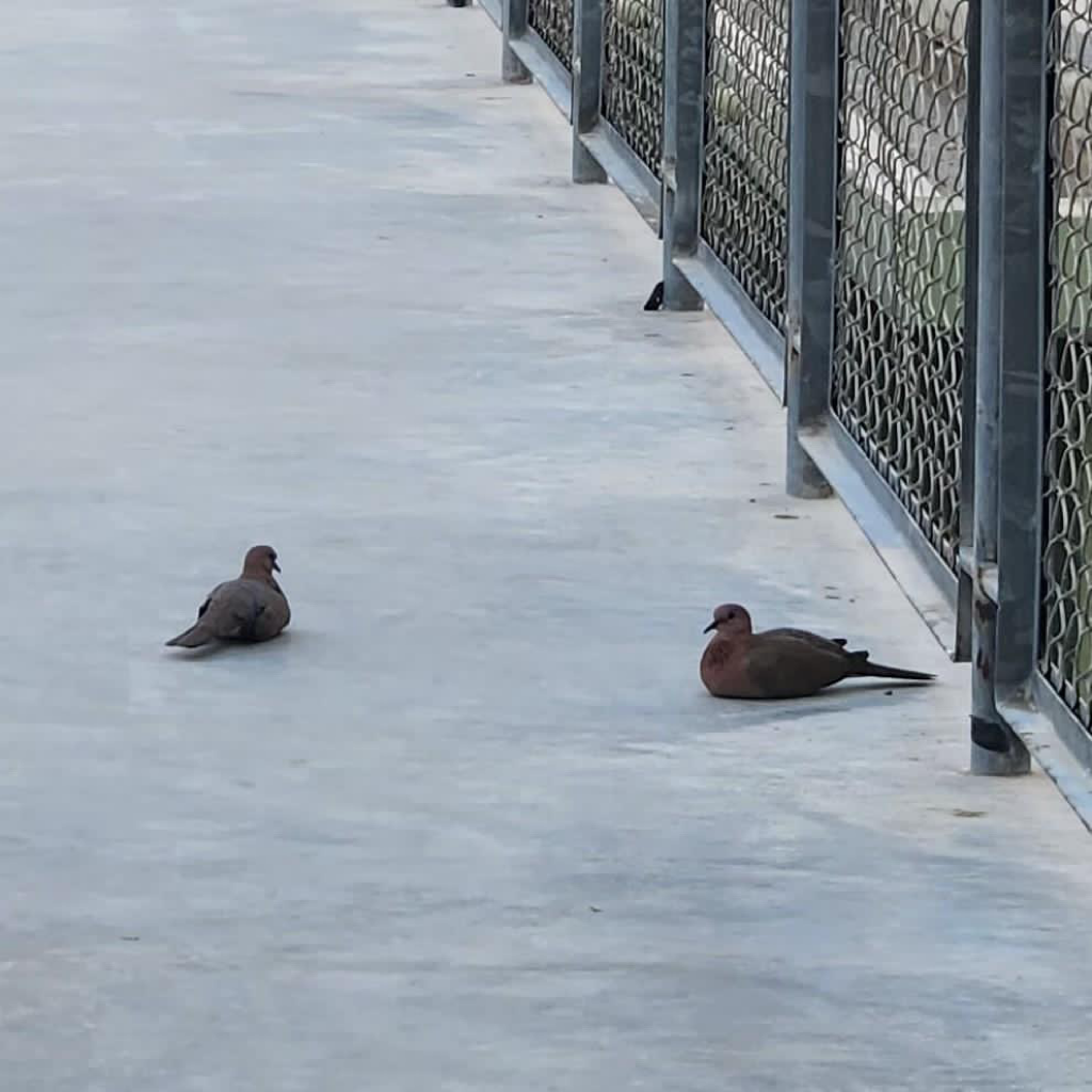 Bird Feed