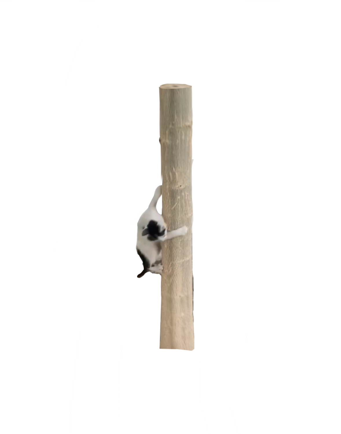 Cat Image 1
